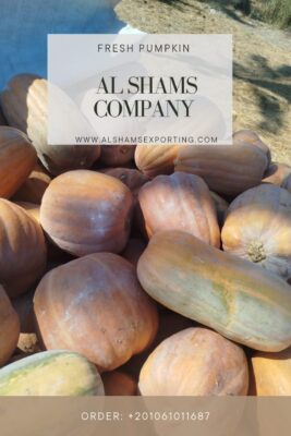 WhatsApp Image 2025-08-19 at 15.17.56_53ebc6e5