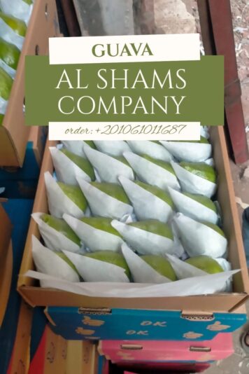 WhatsApp Image 2025-09-07 at 13.44.04_d76966eb