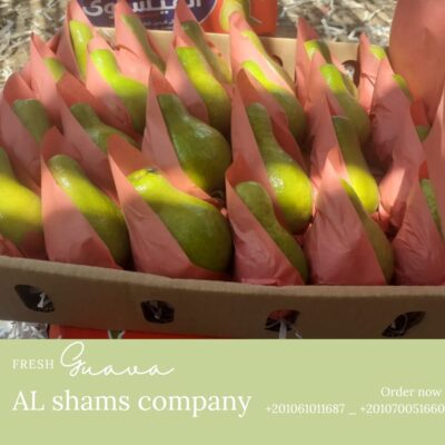 WhatsApp Image 2025-08-19 at 15.17.56_9b7467b2