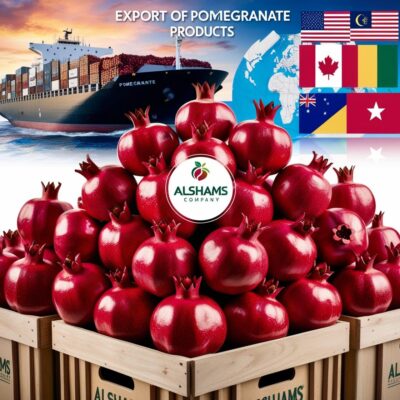 WhatsApp Image 2024-11-21 at 12.09.17_a3c92cba