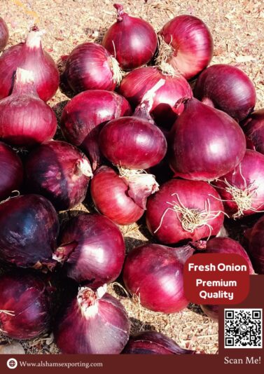 IMG-20250828-WA0013 - Copy