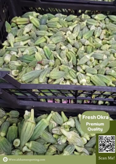 IMG-20250813-WA0011 - Copy