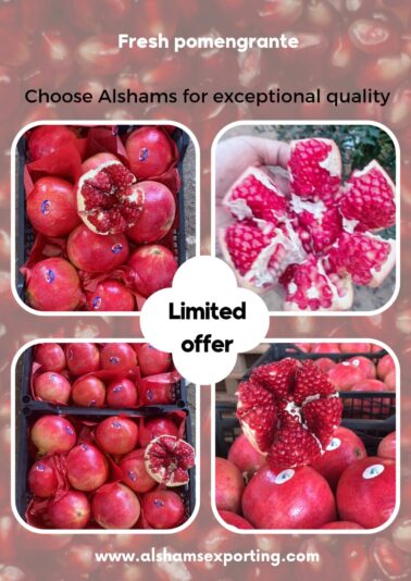 WhatsApp Image 2025-08-04 at 15.31.38_e5fed64f