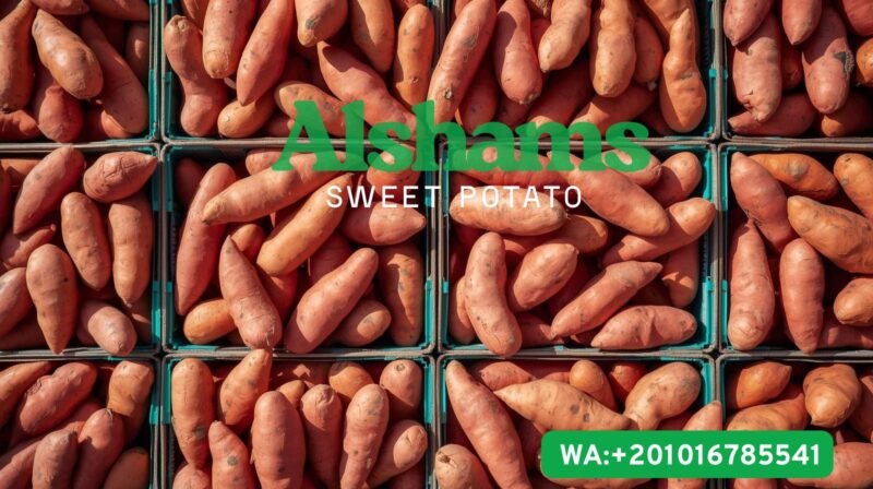 WhatsApp Image 2025-09-15 at 11.51.58_384a91eb