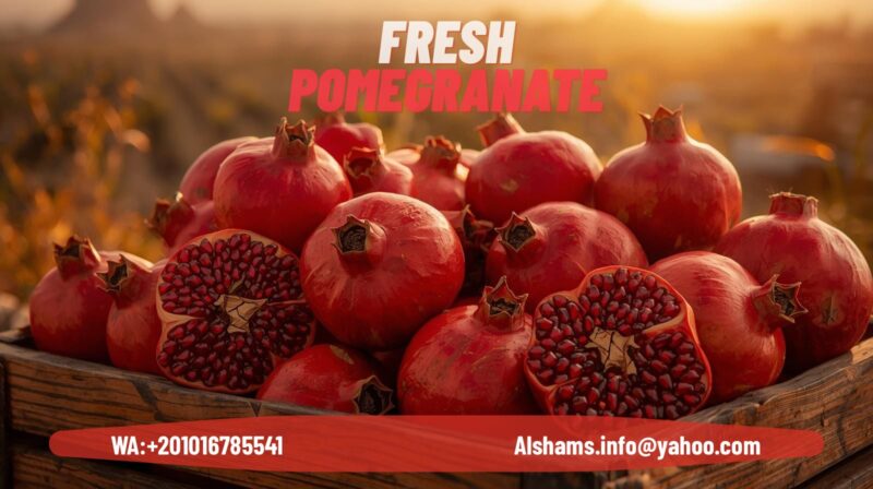 WhatsApp Image 2025-09-11 at 12.16.47_4d8b6ed8