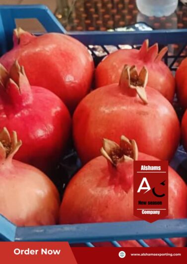 IMG-20250729-WA0044 - Copy