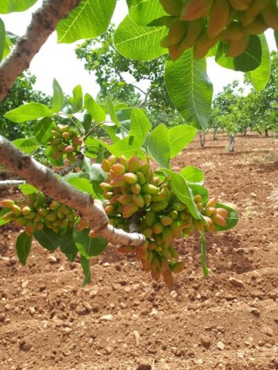 5da2f90f-6dcd-4e97-9bd7-f1a68d28ce67