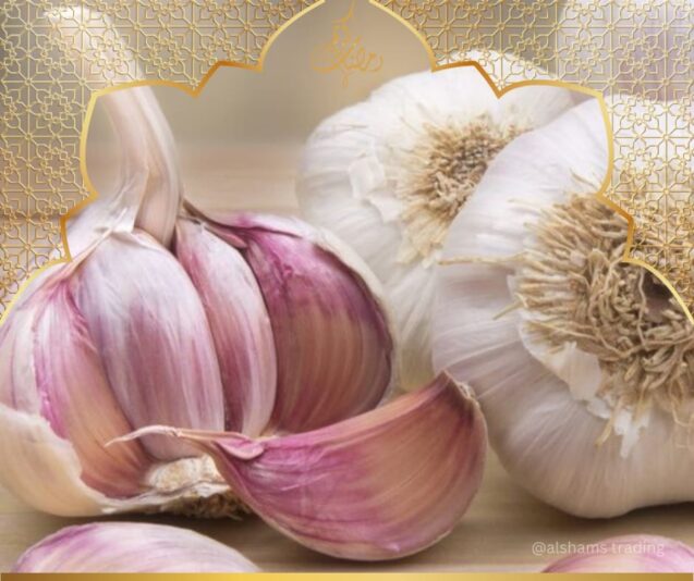 WhatsApp Image 2024-03-12 at 10.47.22 AM (1)