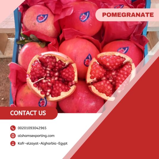 WhatsApp Image 2024-08-07 at 2.23.48 PM