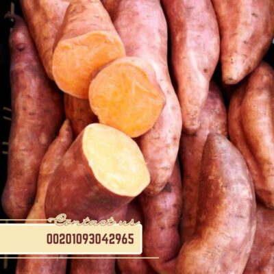 WhatsApp Image 2024-11-09 at 10.55.32 AM