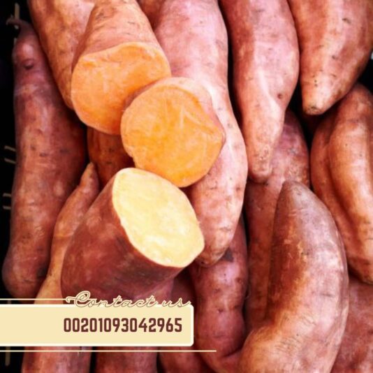 WhatsApp Image 2024-11-09 at 10.55.32 AM