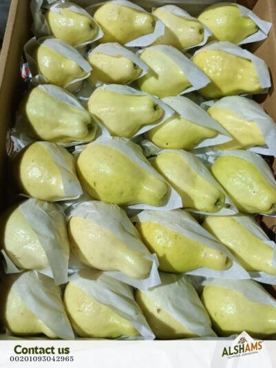 WhatsApp Image 2024-10-26 at 2.03.03 PM (2)