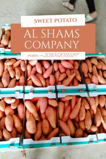 544417002_777534231907915_3609599415825719027_n