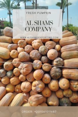 WhatsApp Image 2025-08-19 at 15.17.57_e57dc869