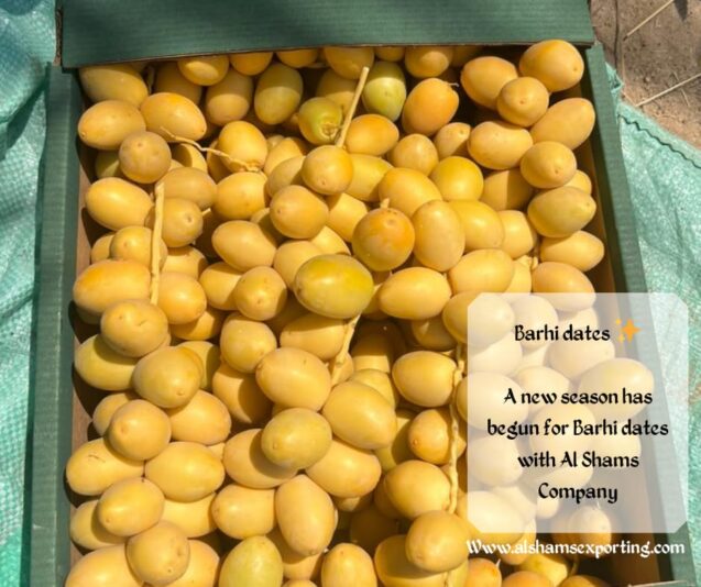 WhatsApp Image 2025-08-06 at 16.08.31_2c256147