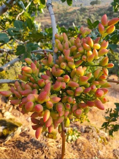 82548d7d-71c2-44ae-b13e-b5c3d7675917