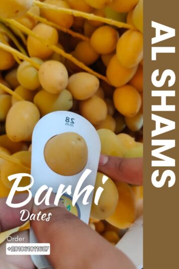 WhatsApp Image 2025-08-19 at 15.13.35_5e3b5e59