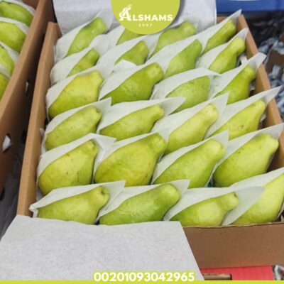 WhatsApp Image 2024-12-19 at 3.16.43 PM