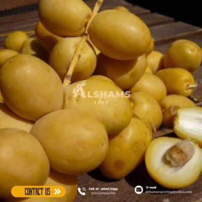 WhatsApp Image 2024-08-25 at 1.38.45 PM (1)