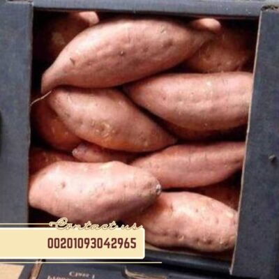 WhatsApp Image 2024-11-09 at 10.55.31 AM