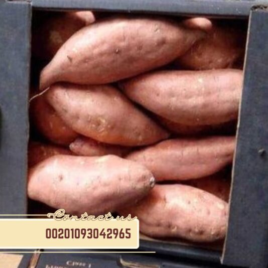 WhatsApp Image 2024-11-09 at 10.55.31 AM