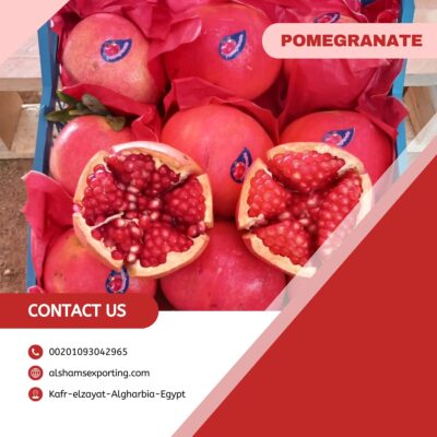 WhatsApp Image 2024-08-07 at 2.23.48 PM