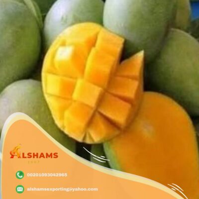 WhatsApp Image 2024-08-03 at 1.08.17 PM