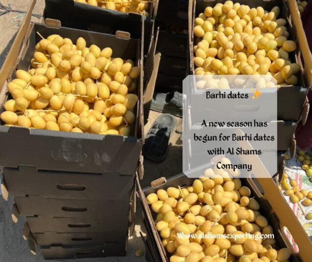 WhatsApp Image 2025-08-06 at 16.08.31_f1eb673c