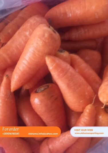 WhatsApp Image 2025-10-07 at 15.43.19_54003419