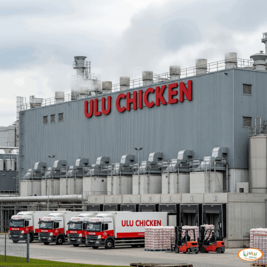 ULU Chicken kırgısiztan. asia