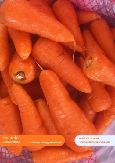 WhatsApp Image 2025-10-07 at 15.43.19_68dc3557