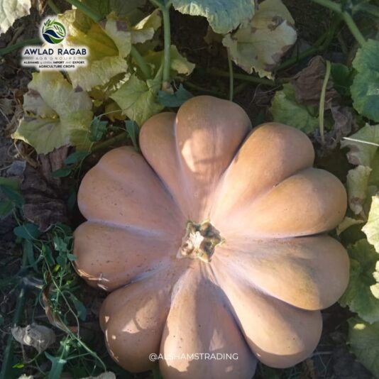 WhatsApp Image 2025-01-30 at 12.40.17 PM (5)