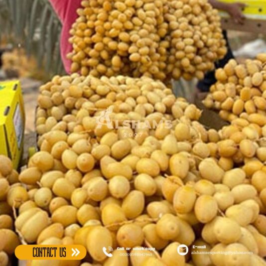 WhatsApp Image 2024-08-25 at 1.38.45 PM