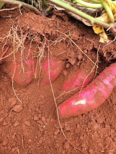 AC52A735-7A38-4E3C-A799-09915874987D