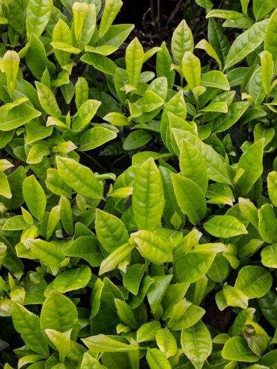 Close up of tea plants at Mingwei Tea Farm