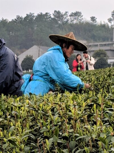 Picking tea in sichuan area