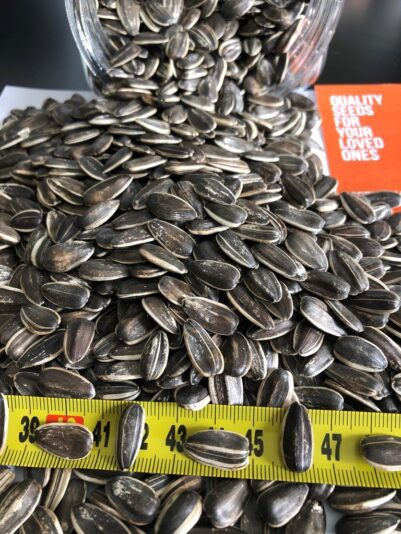 Confection Sunflower 20-64 Argentina