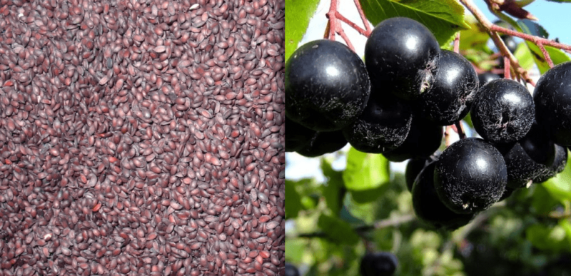 aronia_Seeds