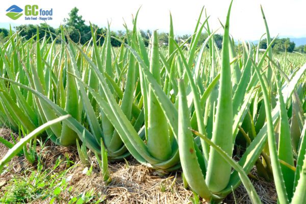 d36d8321b49943c71a882