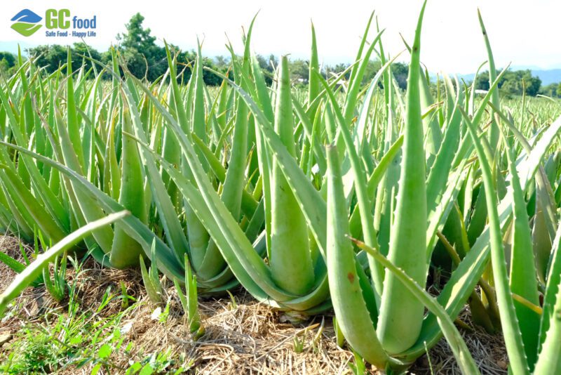 d36d8321b49943c71a882