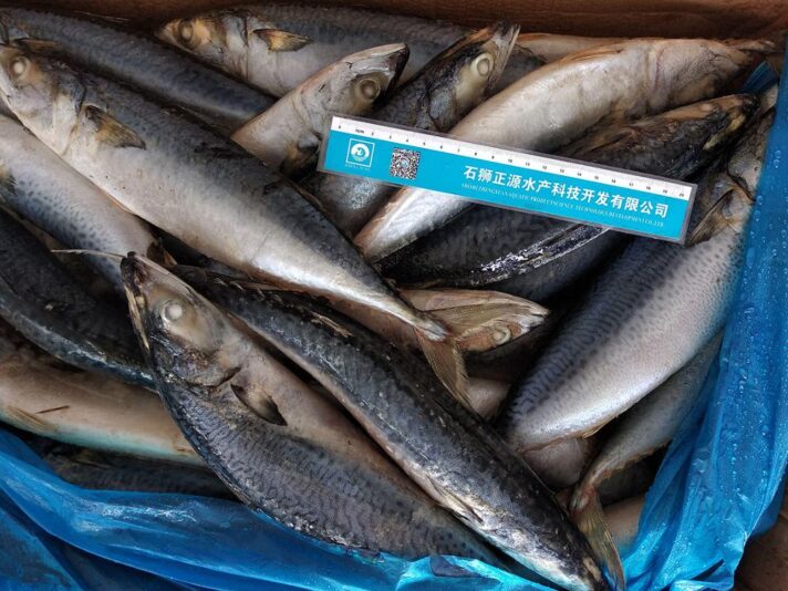 400-600g-pacific-mackerel-fish-frozen-atka