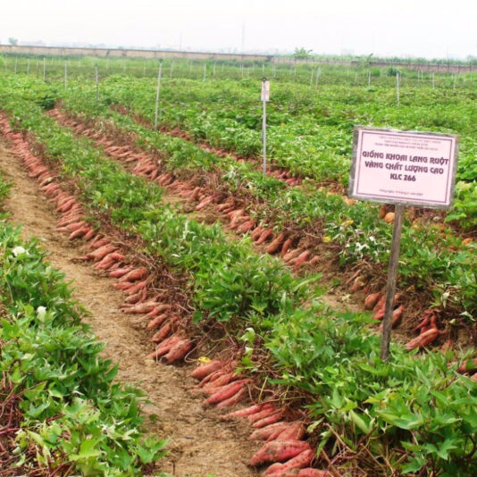 UTB8SKnurgnJXKJkSaelq6xUzXXav