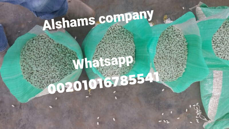 241195995_10223505208891894_20244593779605732_n