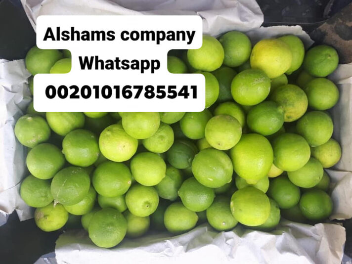 241198711_10223505239332655_8639345187893020136_n