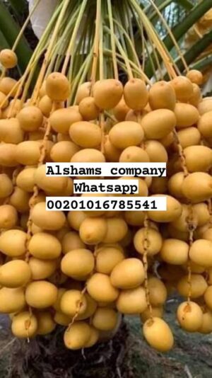 241370260_10223485631842480_5327528033174989466_n