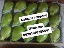 242151203_10223568425752276_6582213379323476601_n