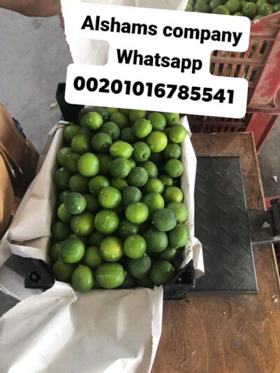 241654203_10223505239892669_6125969657986472244_n