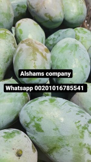 242256722_10223568365750776_2862758329872863441_n