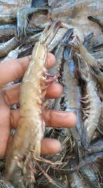 inbound191183243371770627