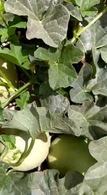 WhatsApp Video 2022-05-01 at 11.19.56 PM